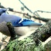 Mr. Blue jay coming to call