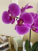 7th Jun 2022 - Beautiful Orchid