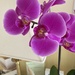 Beautiful Orchid by elainepenney