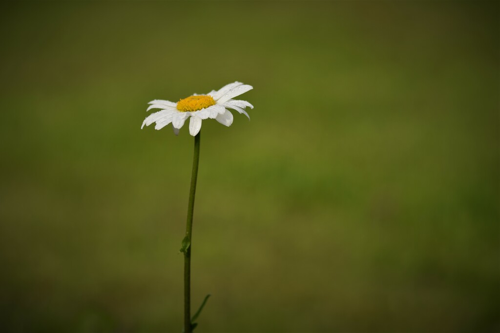 lone daisy by christophercox