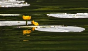 18th Jun 2022 - Water lilies on the lake