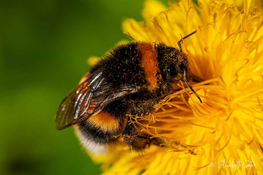 Close up of a bumblebee by elisasaeter