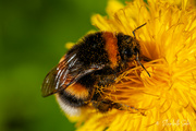 18th Jun 2022 - Close up of a bumblebee