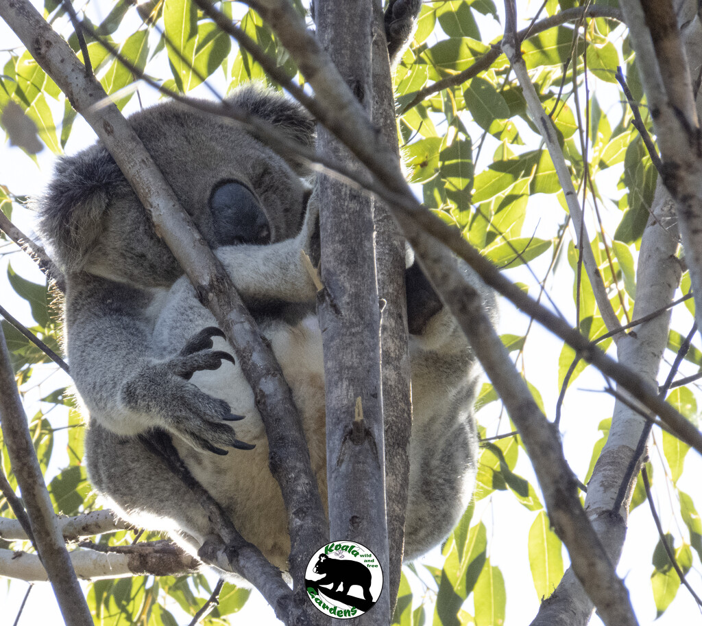 I'm too relaxed for my tree by koalagardens