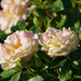 Roses by larrysphotos
