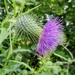 Thistle  by sunnygreenwood