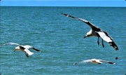 19th Jun 2022 - Seagulls Soaring ~     
