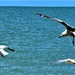 Seagulls Soaring ~      by happysnaps