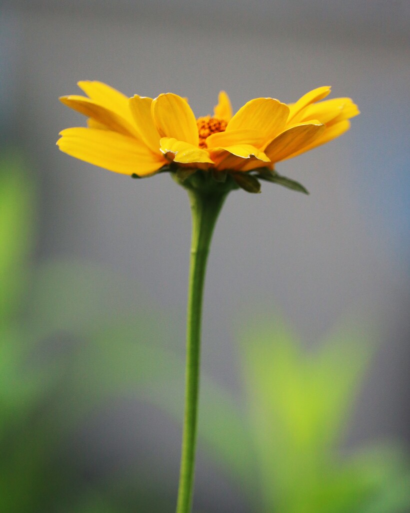 June 17: Coreopsis Tall by daisymiller