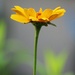 June 17: Coreopsis Tall by daisymiller