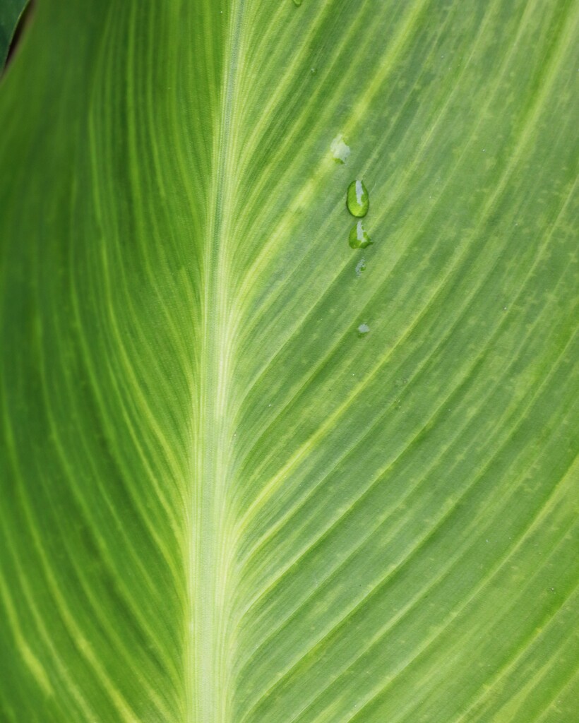 June 18: Green Leaf by daisymiller