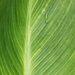 June 18: Green Leaf