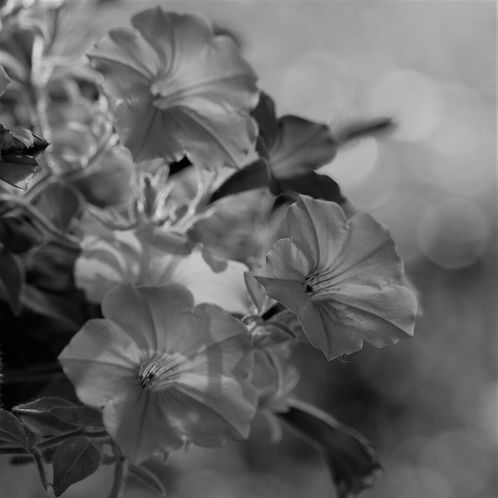 June 18: Supertunia in BW by daisymiller