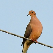 3rd Aug 2021 - Mourning Dove