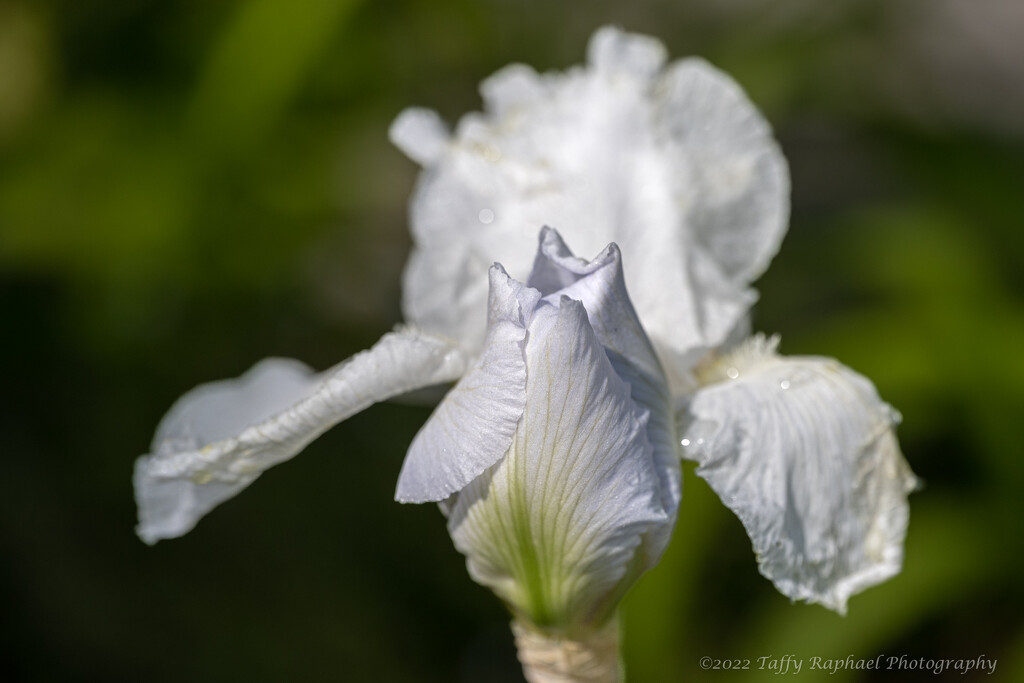 Flower Dream: White Iris by taffy
