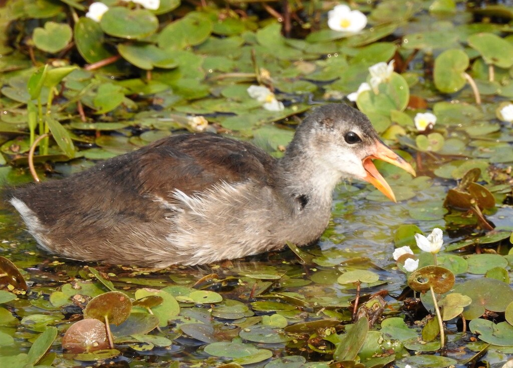 Young Common Gallinule by sunnygreenwood