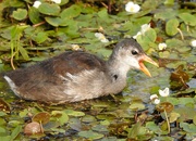 5th Aug 2021 - Young Common Gallinule