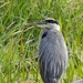 Great Blue Heron by sunnygreenwood