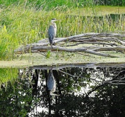 2nd Aug 2021 - Great Blue Heron