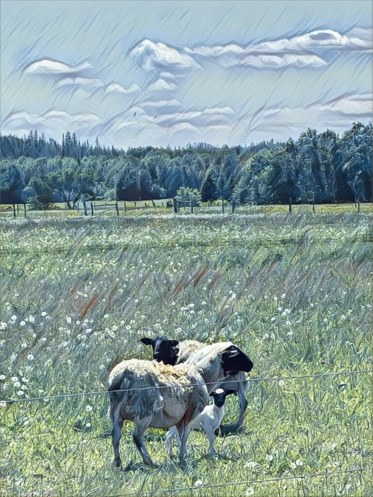 Lamb by radiogirl