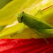 Grasshopper Up Close! by rickster549