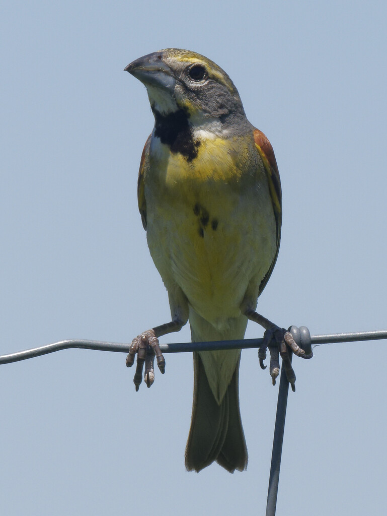 dickcissel by rminer