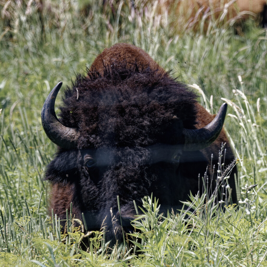 bison face  by rminer