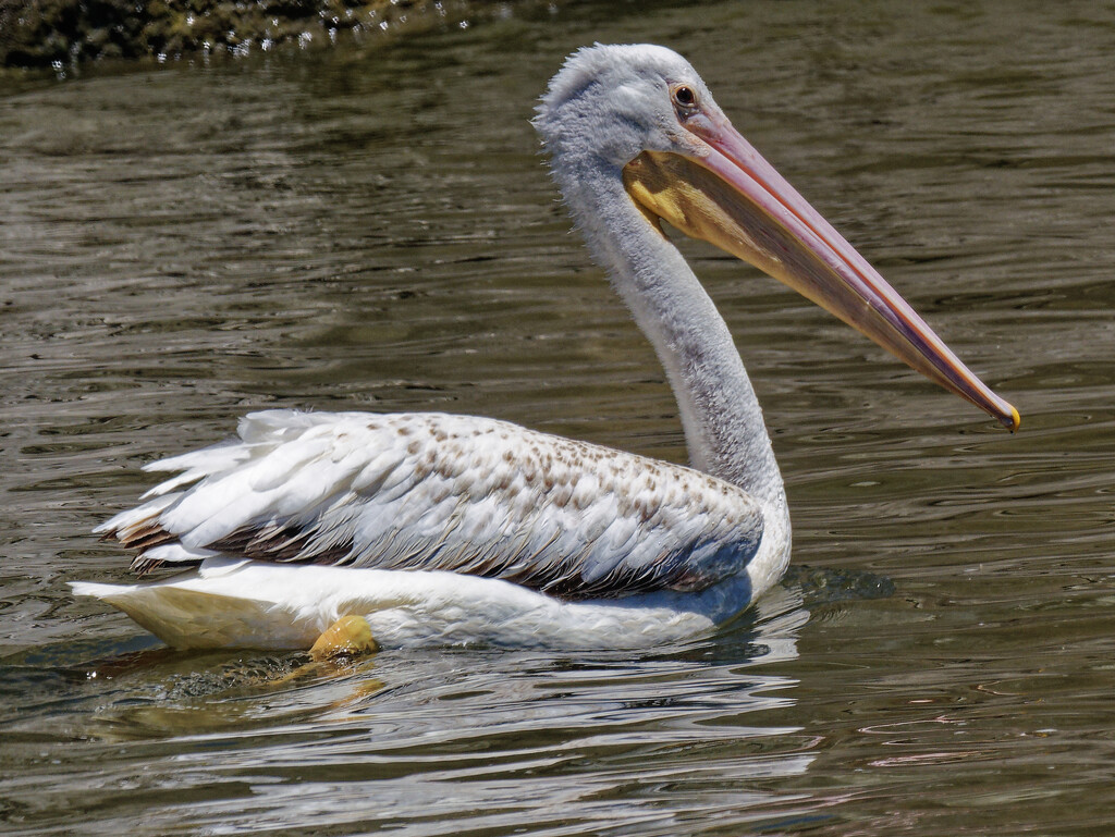 American white pelican  by rminer