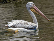 18th Jun 2022 - American white pelican 