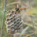 The nest of european paper wasp