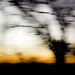 Get Pushed 515 ICM Trees Silhouette