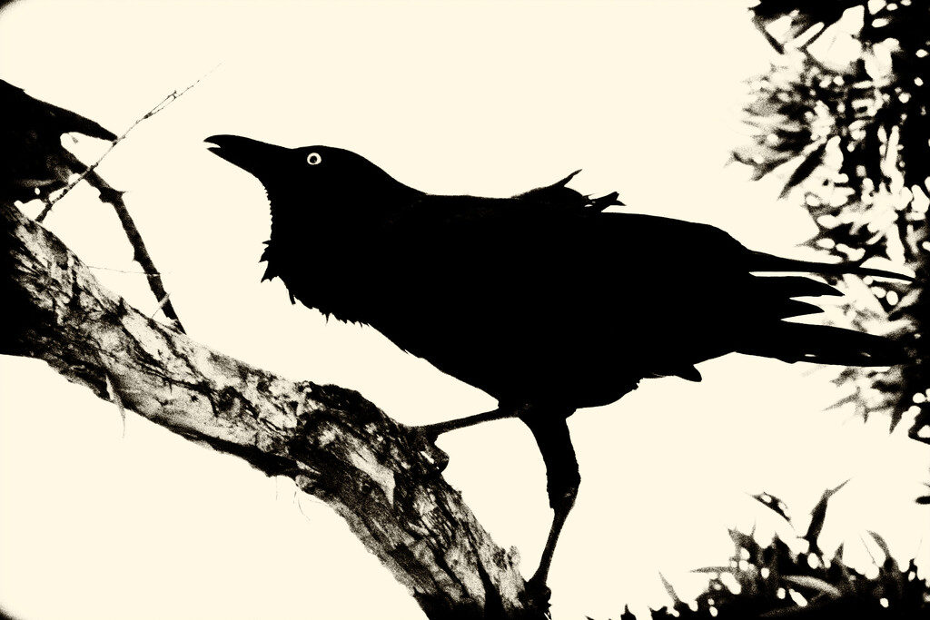 Get Pushed 515 Raven in Silhouette by annied