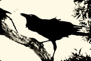 15th Jun 2022 - Get Pushed 515 Raven in Silhouette