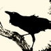 Get Pushed 515 Raven in Silhouette by annied