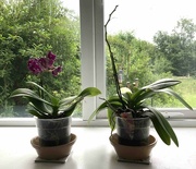 18th Jun 2022 - Rescued Orchids
