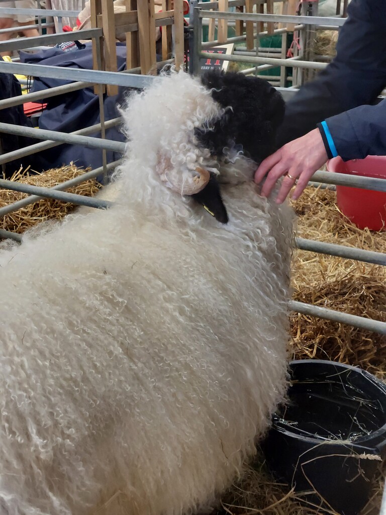 A sheep enjoying chin rubs at the Three Counties Show,  Malvern  by samcat