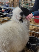 18th Jun 2022 - A sheep enjoying chin rubs at the Three Counties Show,  Malvern 