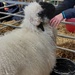 A sheep enjoying chin rubs at the Three Counties Show,  Malvern  by samcat