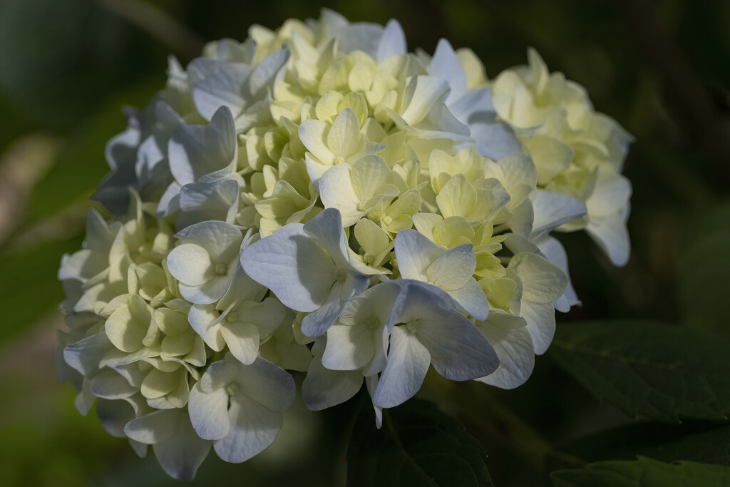 Hydrangea flowering by k9photo