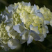 Hydrangea flowering