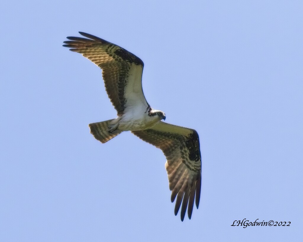 LHG_0866-Osprey overhead by rontu