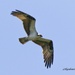 LHG_0866-Osprey overhead by rontu