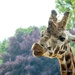 Giraffe by nigelrogers