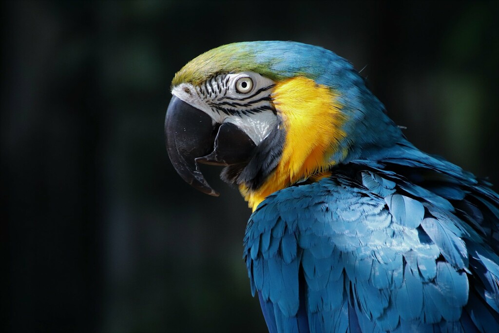 Macaw by randy23