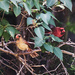 Cardinal Couple by gardencat