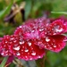 Raindrops on my dianthus by anitaw