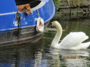 19th Jun 2022 - Staffy and swan.
