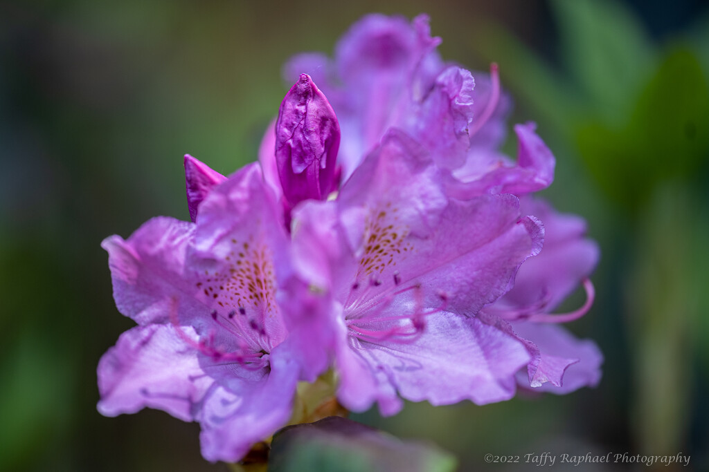 Flower Dream: Rhododendron by taffy