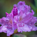 Flower Dream: Rhododendron