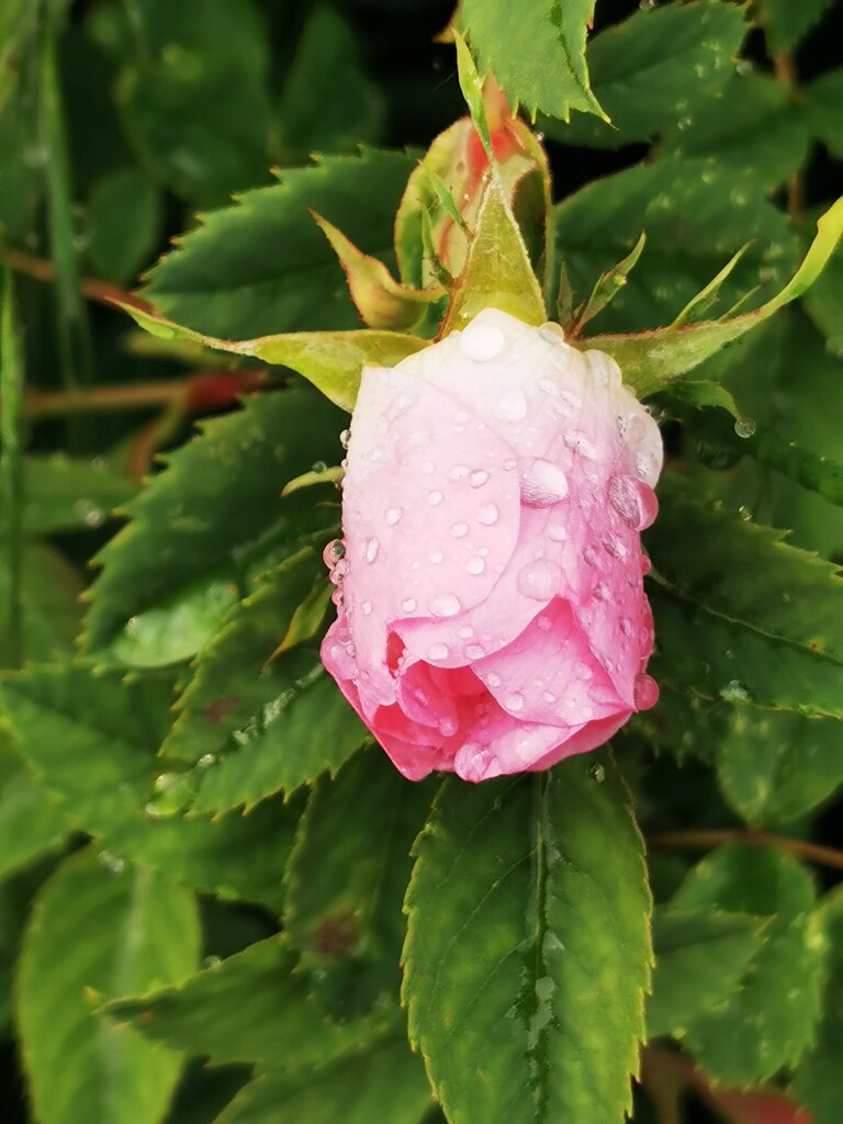Raindrops on a Rosebud  by plainjaneandnononsense